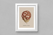 Fungi - Vintage Illustrations, an Illustration by Graphic Goods (Thumbnail 9 of 9)