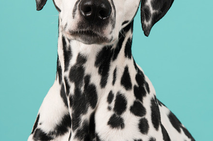 Portrait of a dalmatian dog stock photo containing animal and pet, an Animal Photo by Elles Rijsdijk