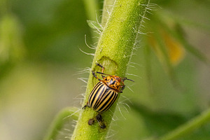 Colorado potato beetle, a Photo by Grafvision photography