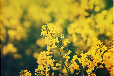 Rapeseed spring flowers