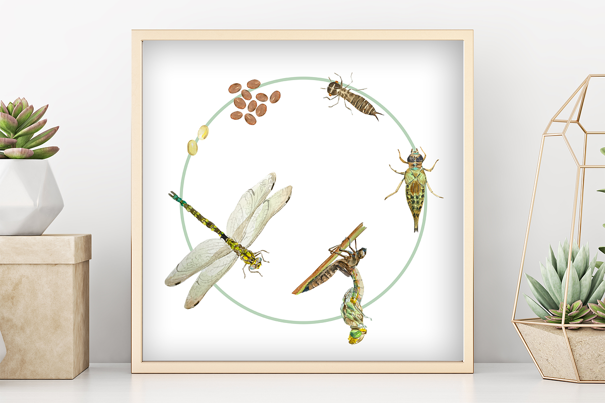 Dragonfly Life Cycle Clipart & Print, an Education Illustration by Tati Bordiu (Photo 1 of 4)