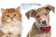 Cat and Pet Oil Painting, an Action Add-On by MRI STUDIO (Thumbnail 1 of 17)