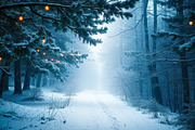 Magical Winter Forest Path Photo, a Holiday Photo by Aura Canyon HQ (Thumbnail 1 of 7)