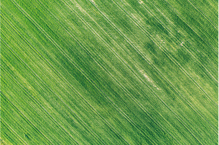 Natural Green Field Background With, an Abstract Photo by Our Amazing World