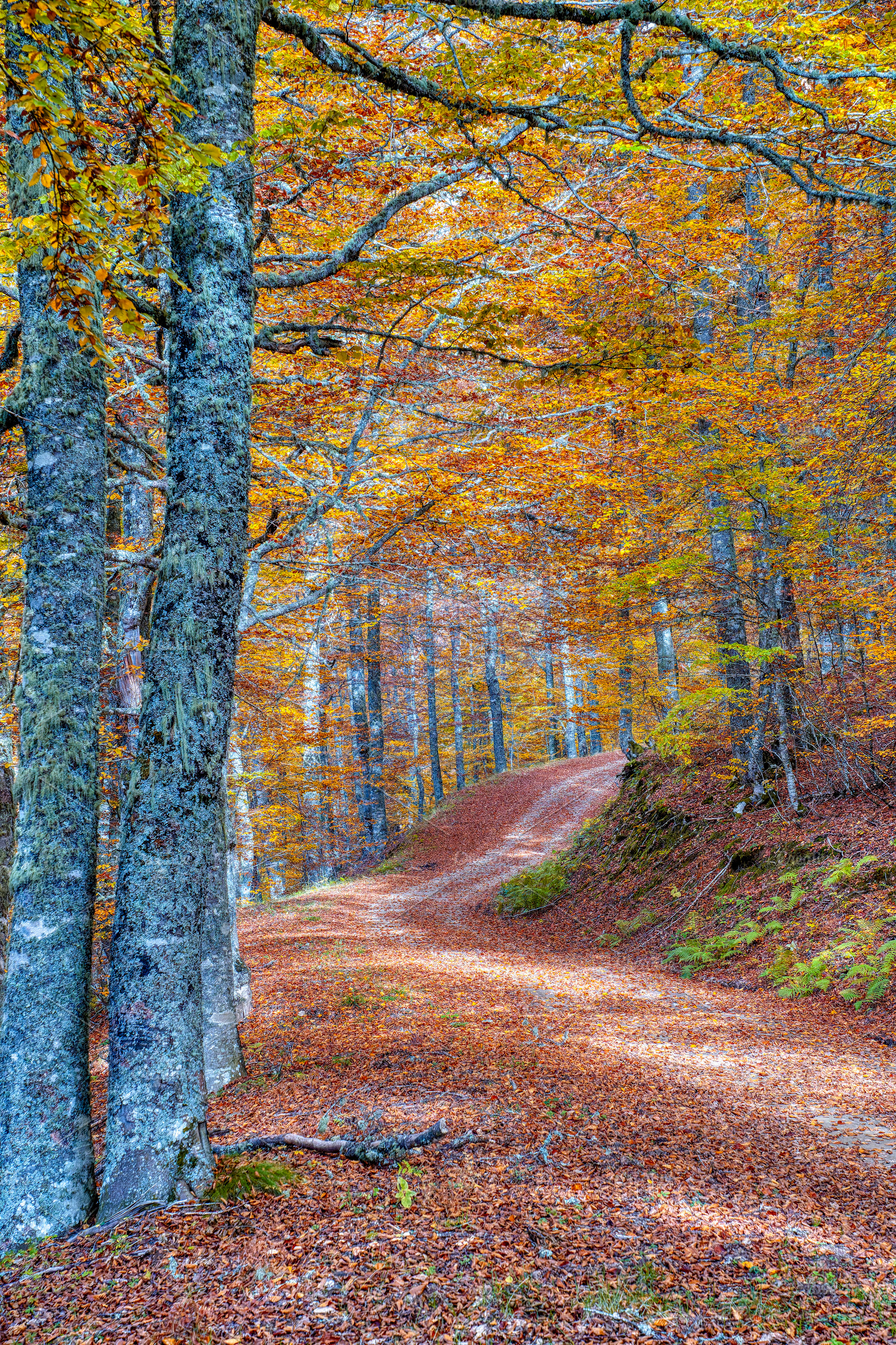 Beech forest on the way to the Vegabaño mountain refuge in Soto de Sajambre, P, a Nature Photo by CreativePhotoSpain