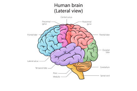 Human brain structure diagram medica, a Healthcare Illustration by AlexArt