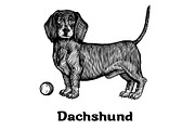 Dogs collection, part 1, an Animal Illustration by ZotovShop (Thumbnail 4 of 9)