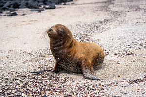 Young sea lion resting on the beach at Playa Loberia, an Animal Photo by GoodGoods