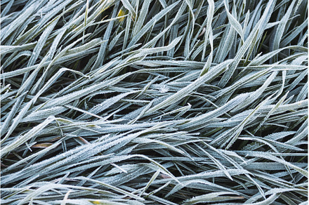 first frosts on the grass, a Nature Photo by Pakosta