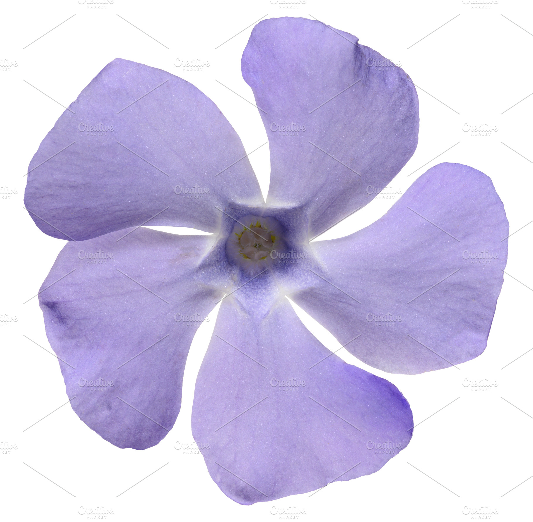 Periwinkle flower with delicate purple petals symmetrically arra, a Nature Photo by ndanko