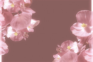 Blooming flowers borders decoration background, an Abstract Photo by DanFLCreativo