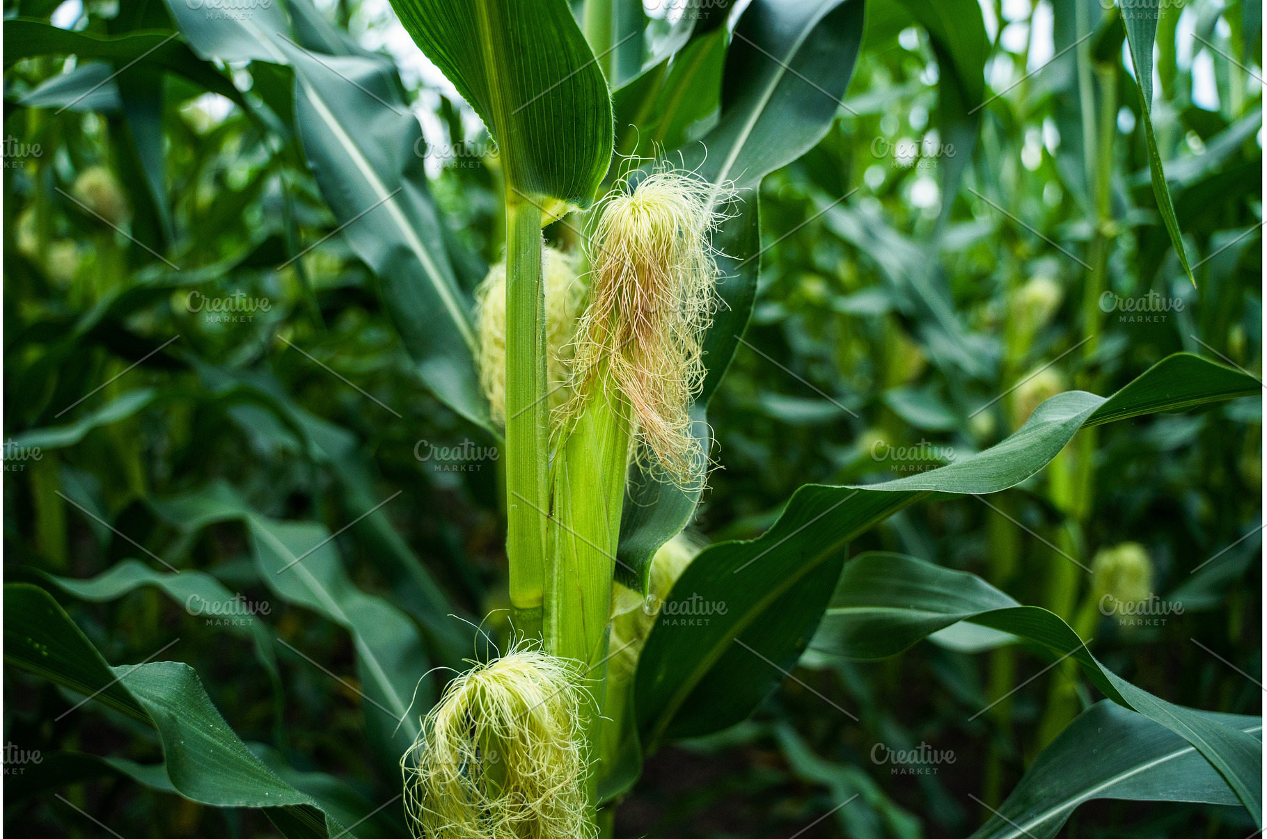 Corn ears with silking hairs, a Nature Photo by volodymyrshtun13795