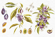 Plum in botanical style, a Food Illustration by Ann Astro (Thumbnail 2 of 11)