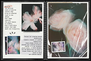 Blurred BLOSSOM backgrounds, a Background Graphic by lerinartstudio (Thumbnail 2 of 13)