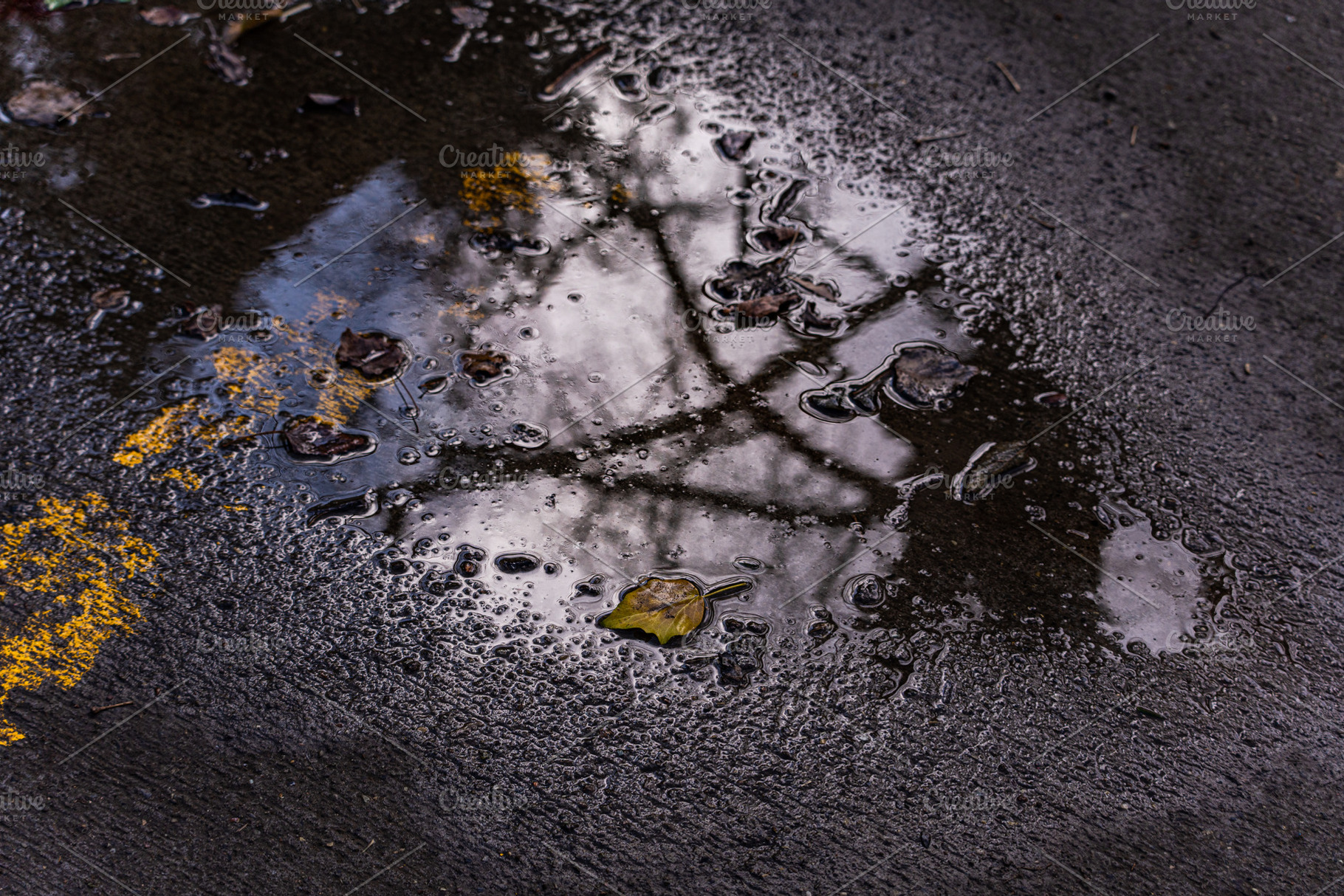 Reflex of the tree in park puddle, a Nature Photo by Anna Bogush