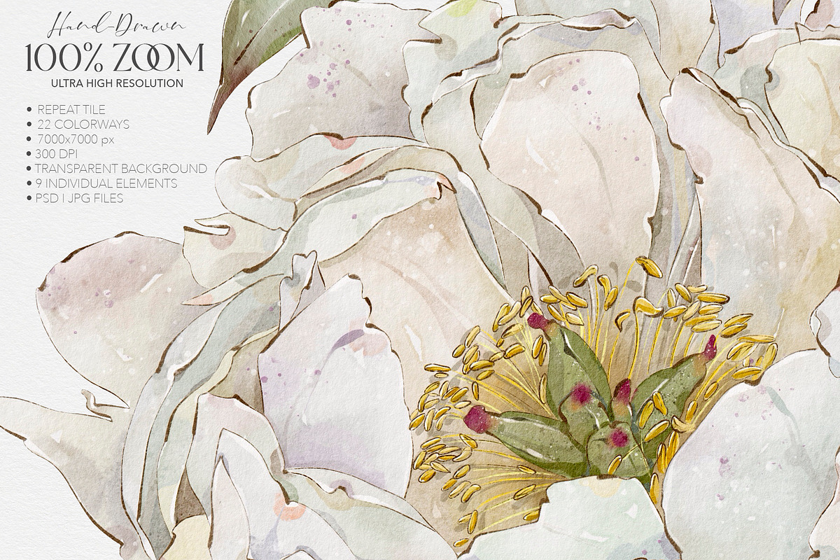 White Peonies Watercolor Collection, a Pattern Graphic by Alisa Fimen Design (Photo 12 of 13)