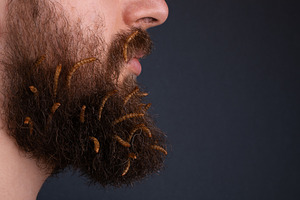Side view of a bearded man with live mealworms in his beard on a, a Person Photo by Ales Munt