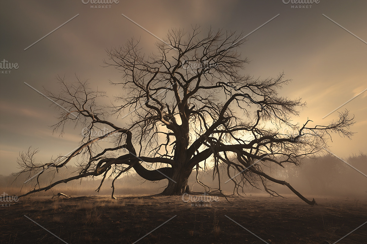 48 Dying Tree Images, a Nature Photo by h.utomo (Photo 2 of 48)