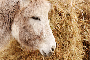 Close-up of a calm donkey with soft, an Animal Photo by darksoul72