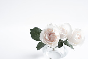 White and blush Roses