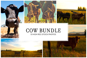 Cow Stock Bundle