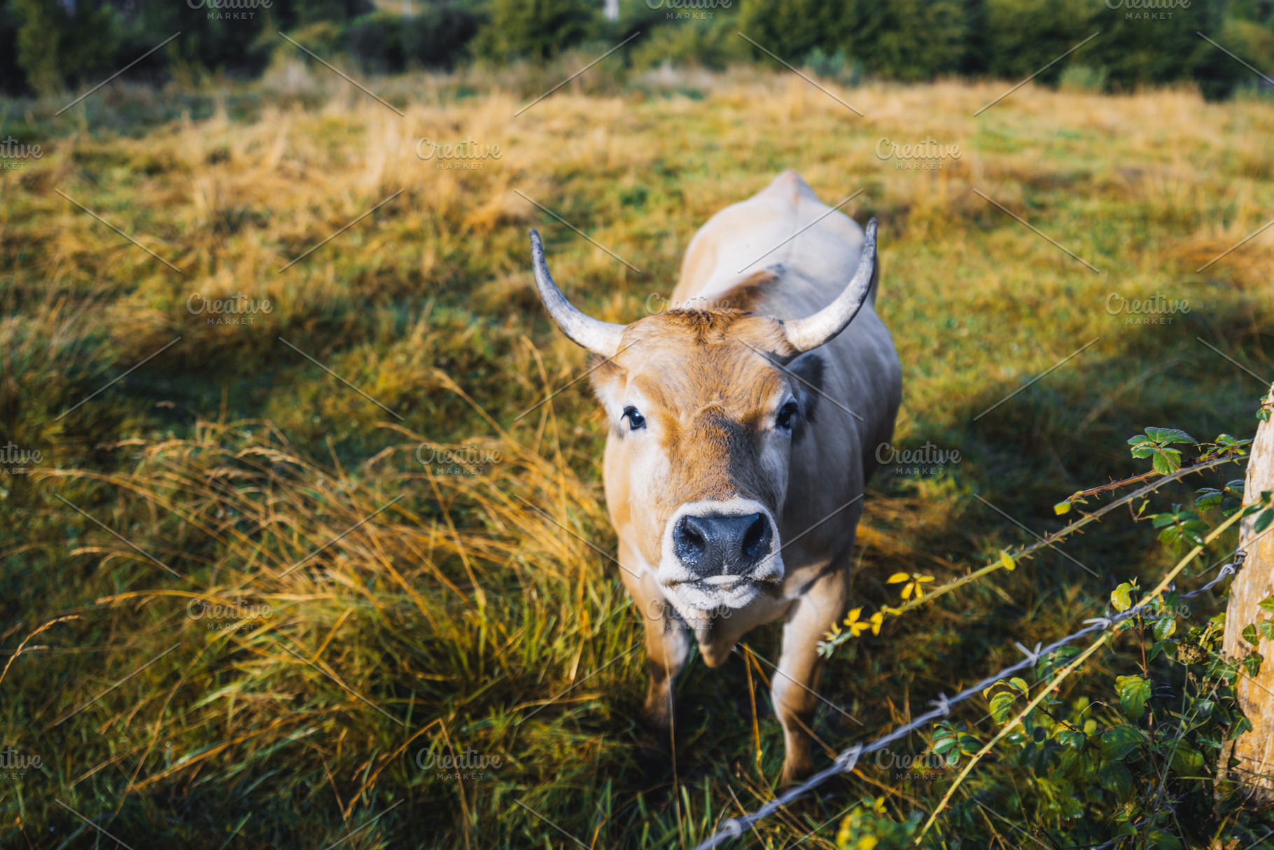 Brown cow in autumn pasture, an Animal Photo by SkyNext