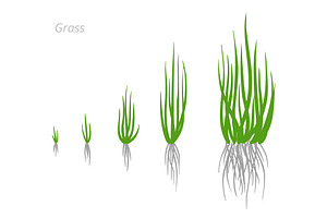 Grass Growth Stages. Grasses For