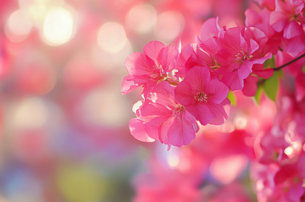 Closeup view of vivid pink flowers b, a Photo by Iftikhar Alam
