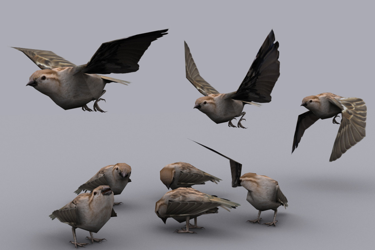 SPARROW with Native File, an Animal 3D Model by PROTOFACTOR