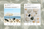 Hand-Collected Coastal Shells, an Object Graphic by MaliaFaithCreative (Thumbnail 5 of 6)