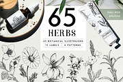 Herbs, spices, nuts & fruits. Bundle, a Food Illustration by Chewie Co (Thumbnail 1 of 15)