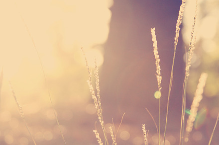 Sunset background stock photo containing sun and sunshine, a Nature Photo by FOLK&SHOP