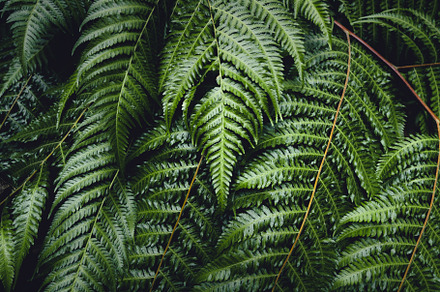 Fern Leaves,Dark green fern foliage, a Nature Photo by Art Rachen