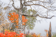 Japan Alpine Autumn & Winter Frost, a Nature Photo by Silent Nature (Thumbnail 5 of 6)