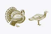 Farm Birds Vector collection, an Animal Illustration by Lubov Illustrations Shop (Thumbnail 5 of 6)