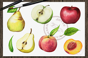 Fruit Watercolor Illustration