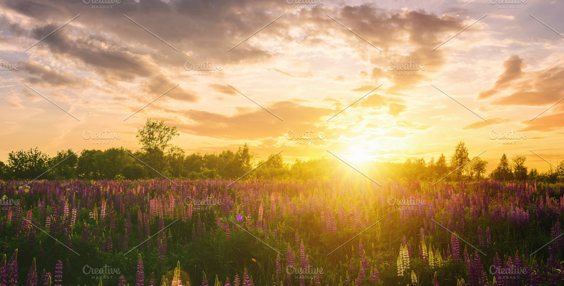 Summer landscape with purple wild flower lupine field and bright, a Nature Photo by Eugene_Photo