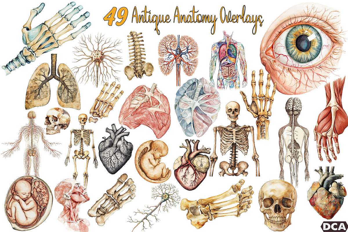 Antique Anatomy Overlays Set, an Illustration by DreamCafeArt (Photo 1 of 7)