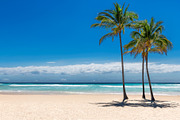 Palm Trees in Tropical Beach, a Nature Photo by Lucky Photographer (Thumbnail 1 of 2)