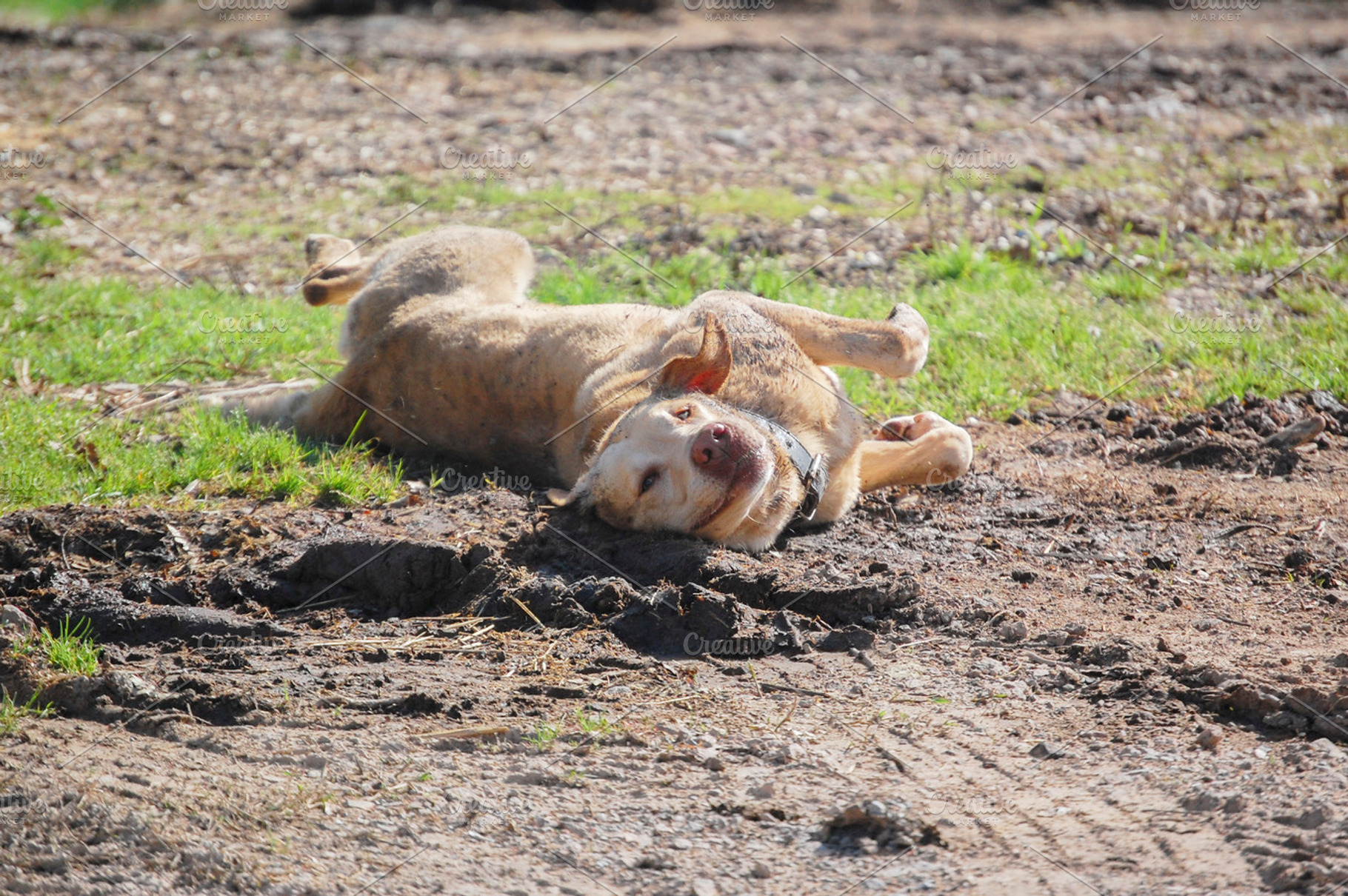 Iron mud, an Animal Photo by Mayet Photo