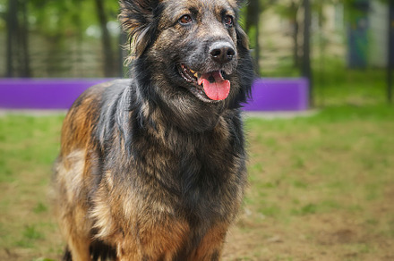 Mongrel dog of red color lies on its