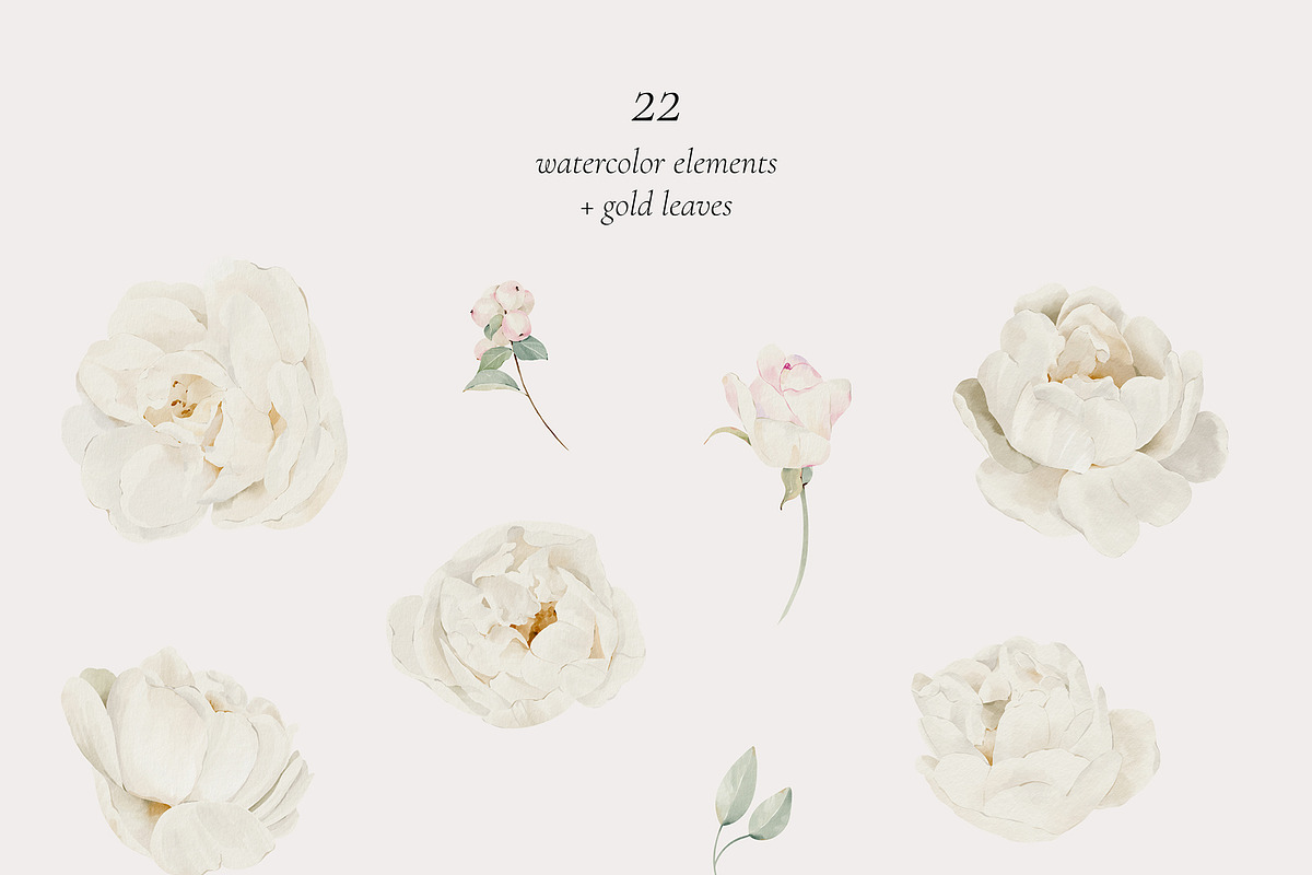Watercolor White Rose Collection, an Object Illustration by bloomscape (Photo 2 of 13)