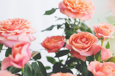 Peach roses featuring flowers, roses, and rose, a Nature Photo by René Jordaan Photography