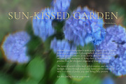 Blurry Flowers Abstract Backgrounds, a Background Graphic by Yuliya Derbisheva (Thumbnail 2 of 15)