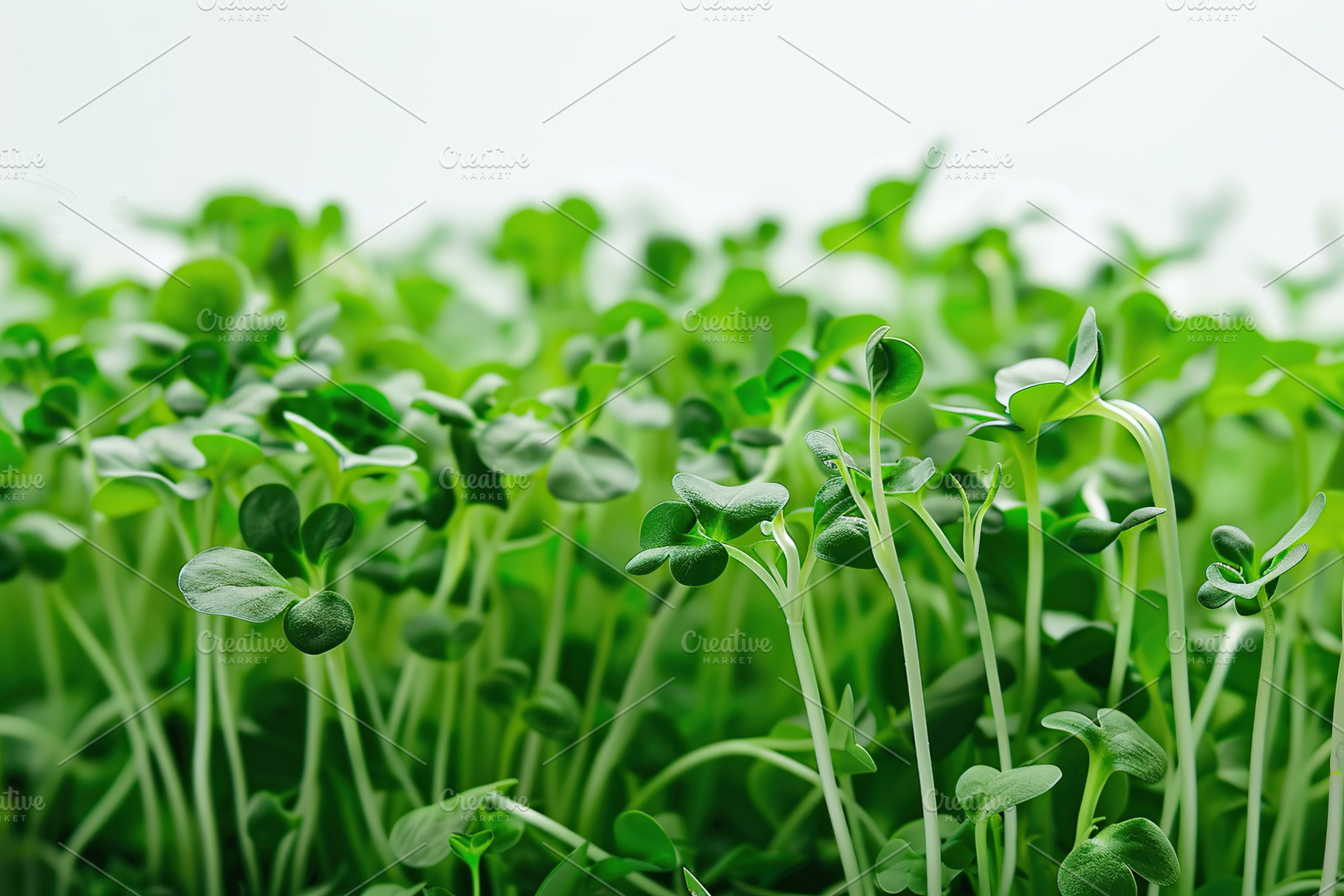 Microgreen broccoli on white background, a Food & Drink Photo by AlyaAnd