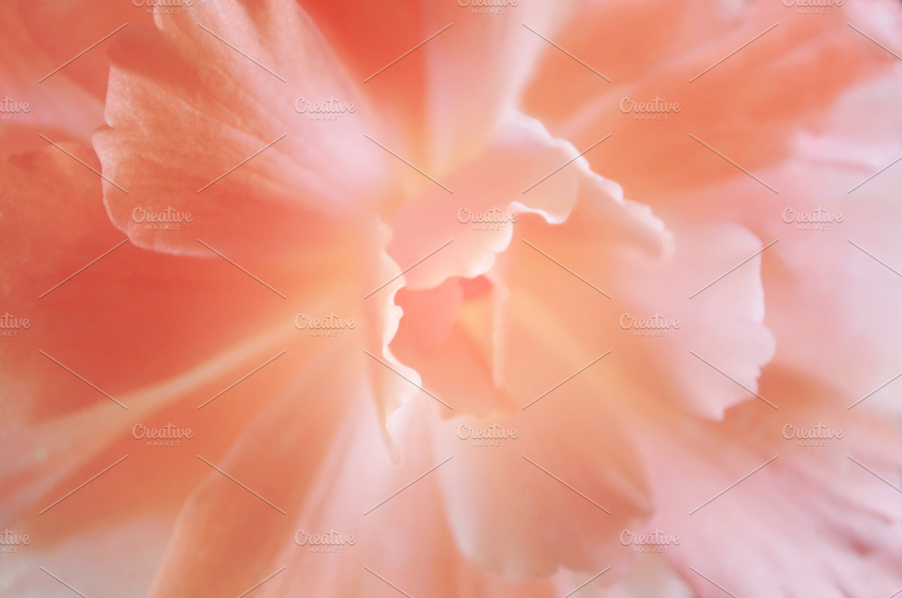 Soft Salmon Begonia, an Abstract Photo by Vanilla Extinction