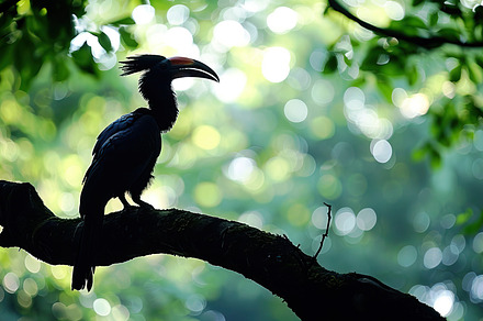A colorful toucan sits on a branch,, a Photo by LOGOCREATIVE