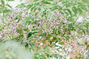 Pro Lightroom Presets Pack, an Action Add-On by Bamboobear Books Shop (Thumbnail 7 of 7)