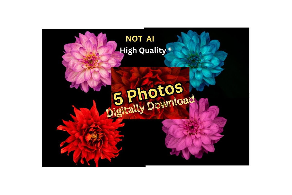 Colorful Dahlia Flower Photo Bundle, a Nature Photo by Silent Nature (Photo 1 of 6)