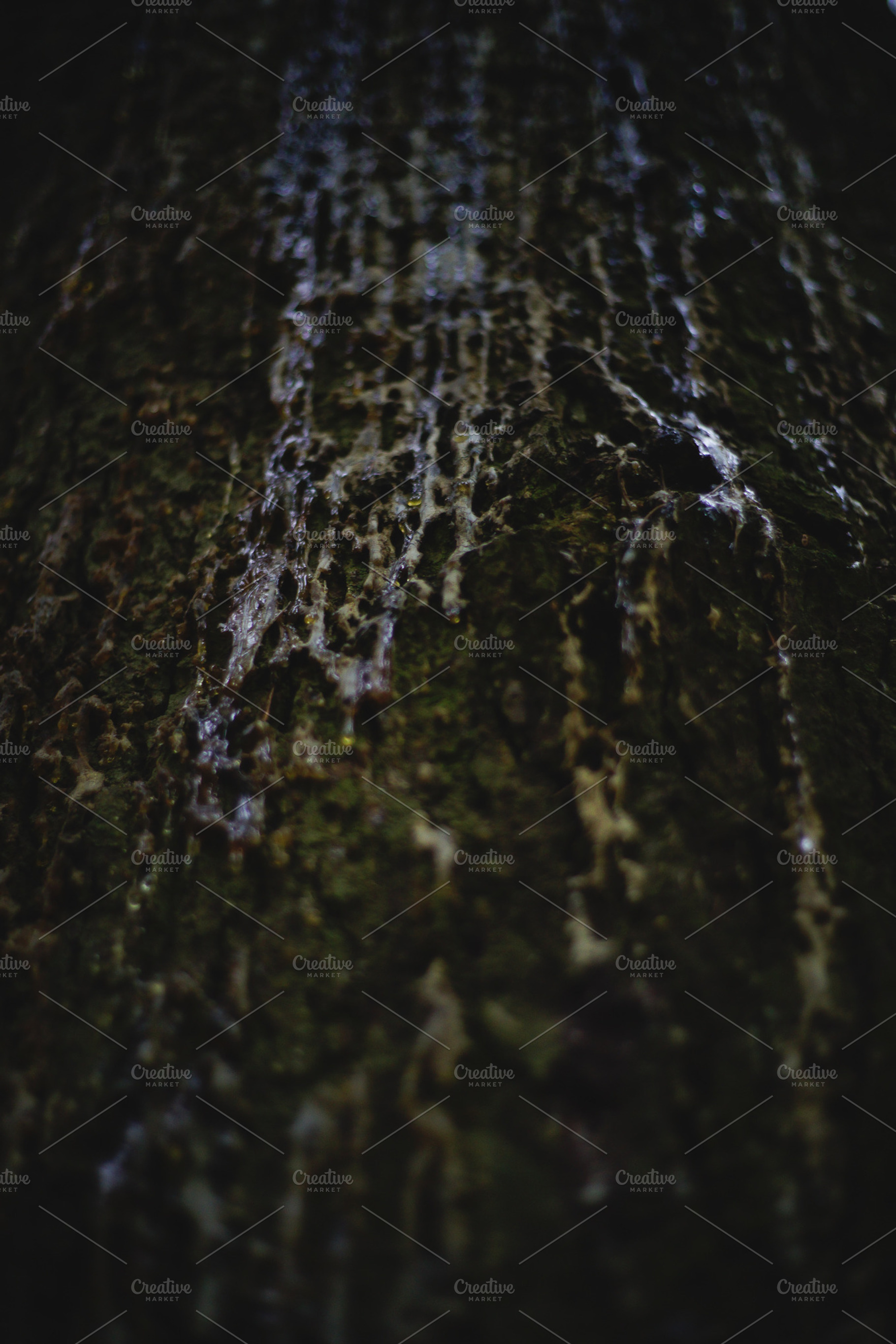 Pine Bark Close-Up Shot, a Nature Photo by uncle-rico